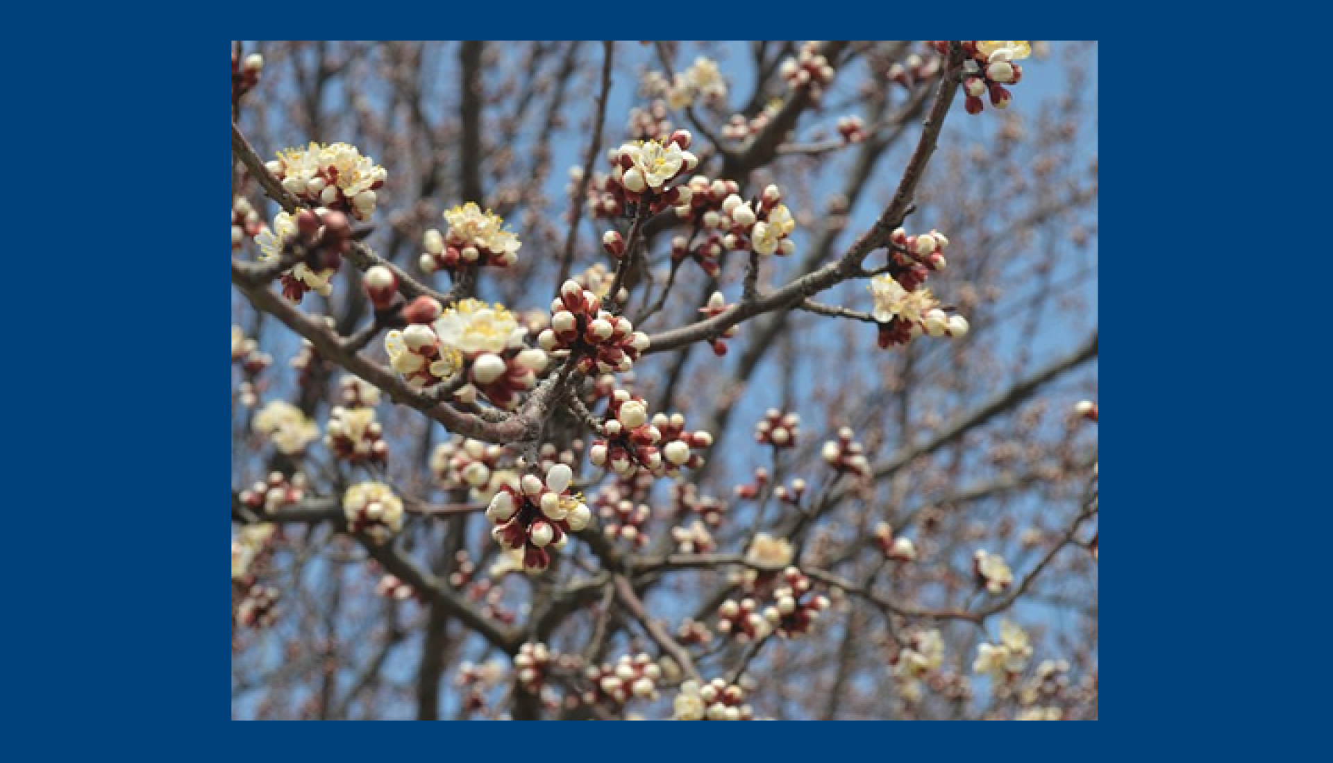 Taille et soins des arbres fruitiers